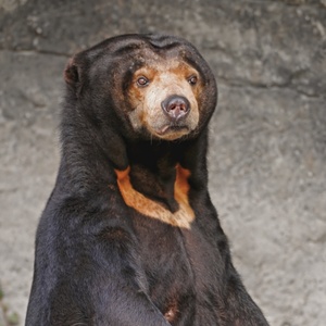 Ours malais