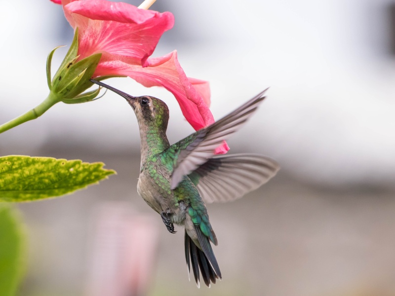 Agir pour la biodiversité