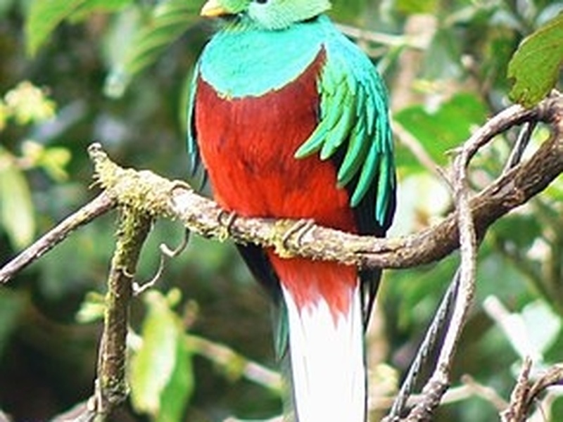 Quetzal