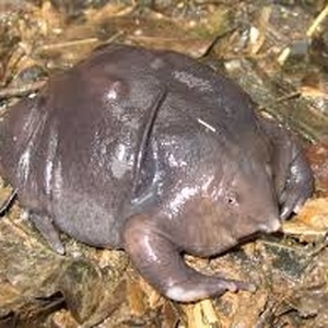 Grenouille