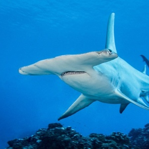 Requin