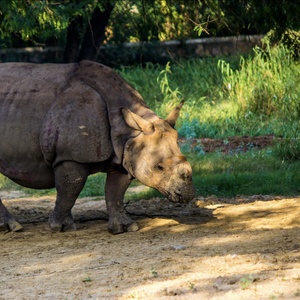 Rhinocéros