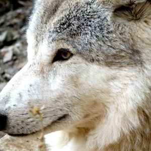 Loup himalayen