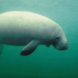 Lamantin