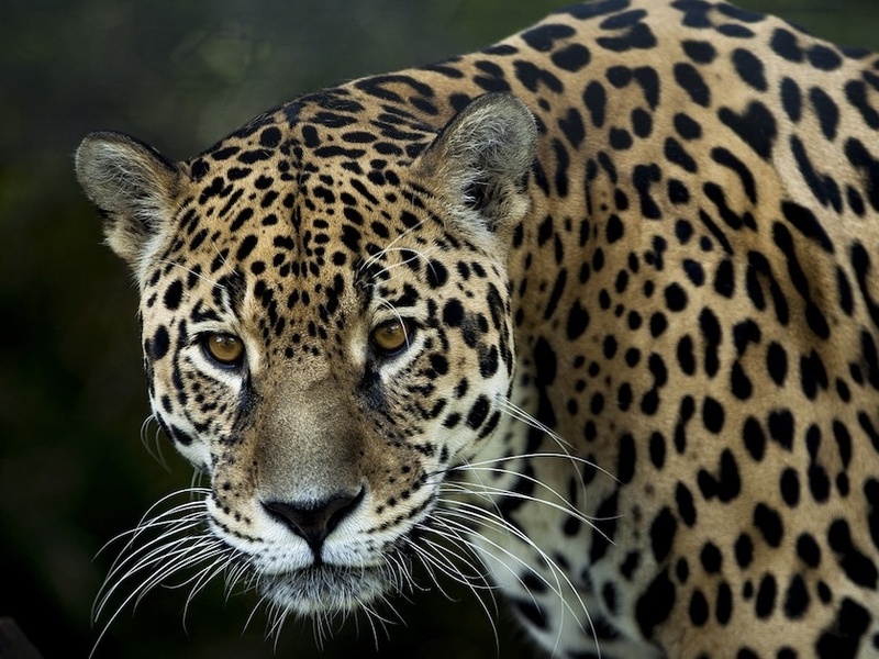 Jaguar