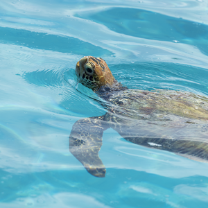 Tortue marine