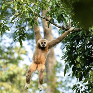 Gibbon