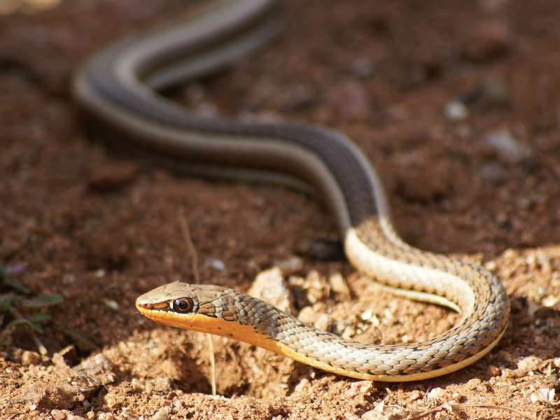 Serpent