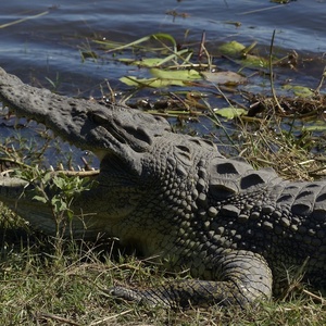 Crocodile de Morelet