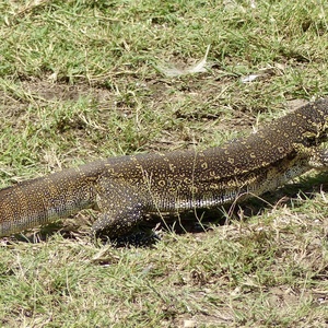 Reptiles et Amphibiens