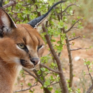 Serval ou chat sauvage