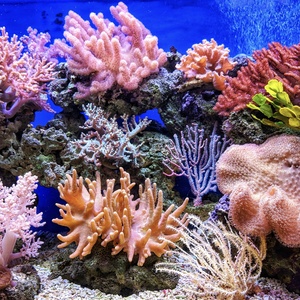 Corail