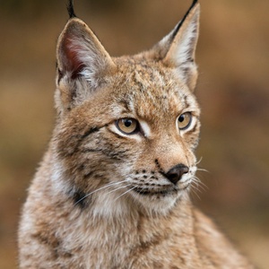 Lynx roux