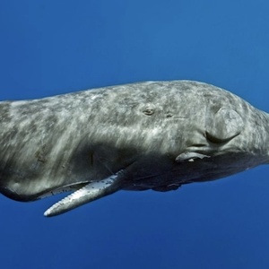 Cachalot
