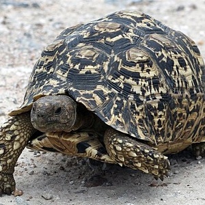 Tortue leopard
