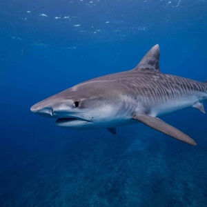 Requin
