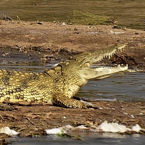 Caïman et crocodile