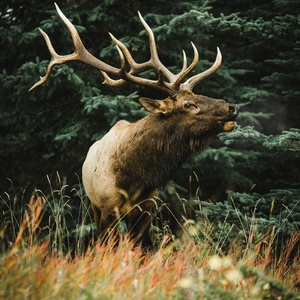 Wapiti