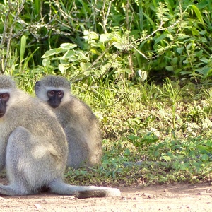 Petits singes