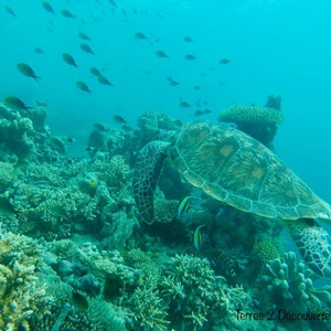 Mayotte