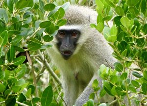 Singe Vervet