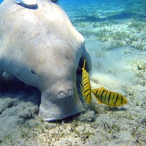 Dugong