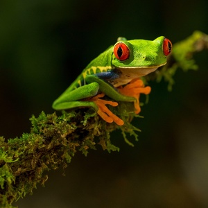 Grenouille