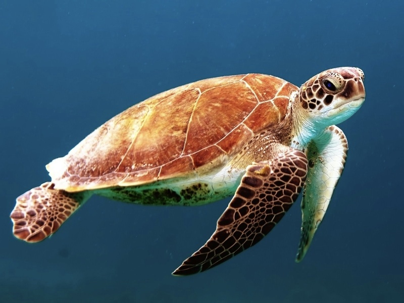 Tortue marine