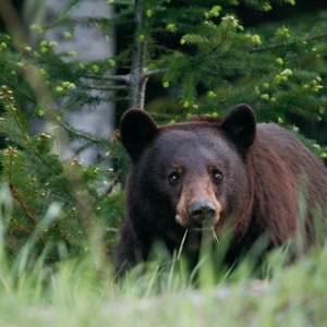 Ours noir