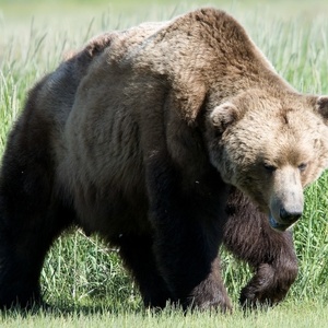 Grizzly