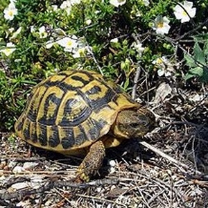 Tortue d’Hermann