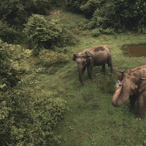 Communication animale avec les Éléphants