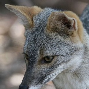 Renard du désert austral
