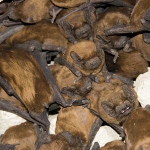 Chauve‑souris