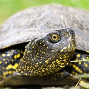 Tortue d’eau douce