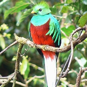 Quetzal