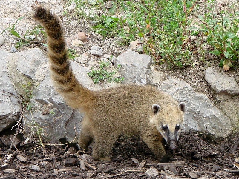 Coati
