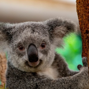 Marsupiaux