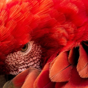 Ara rouge