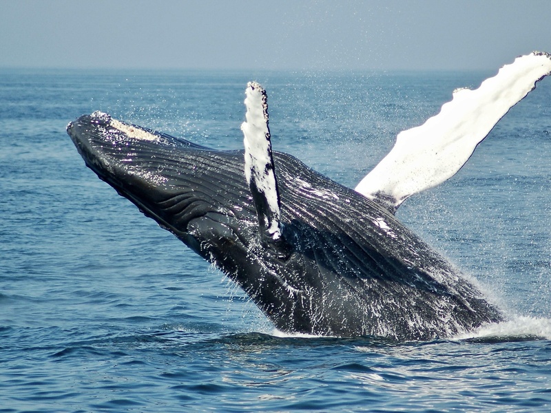 Baleine à bosse