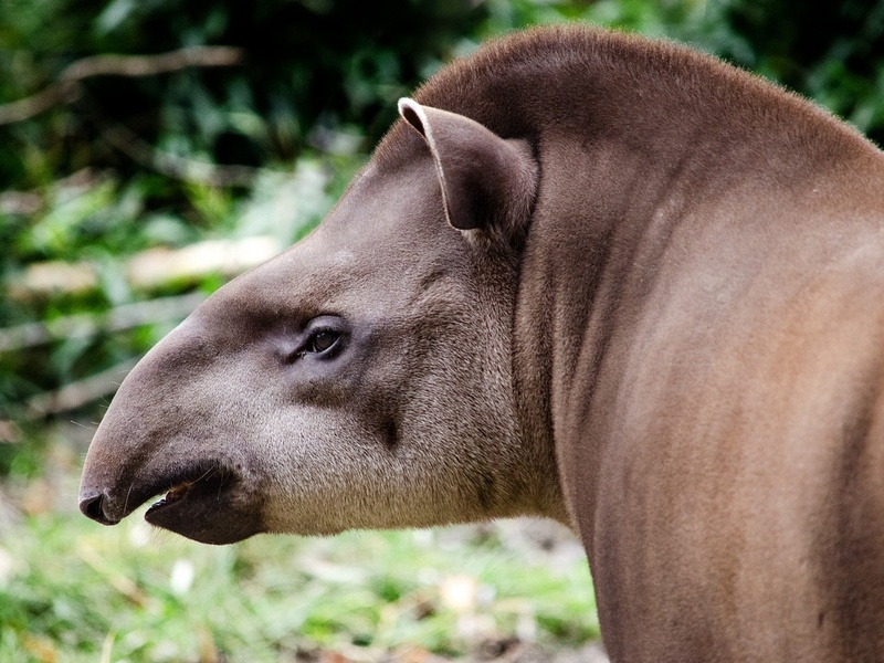Tapir