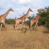 Laurence F (Afrique du Sud)