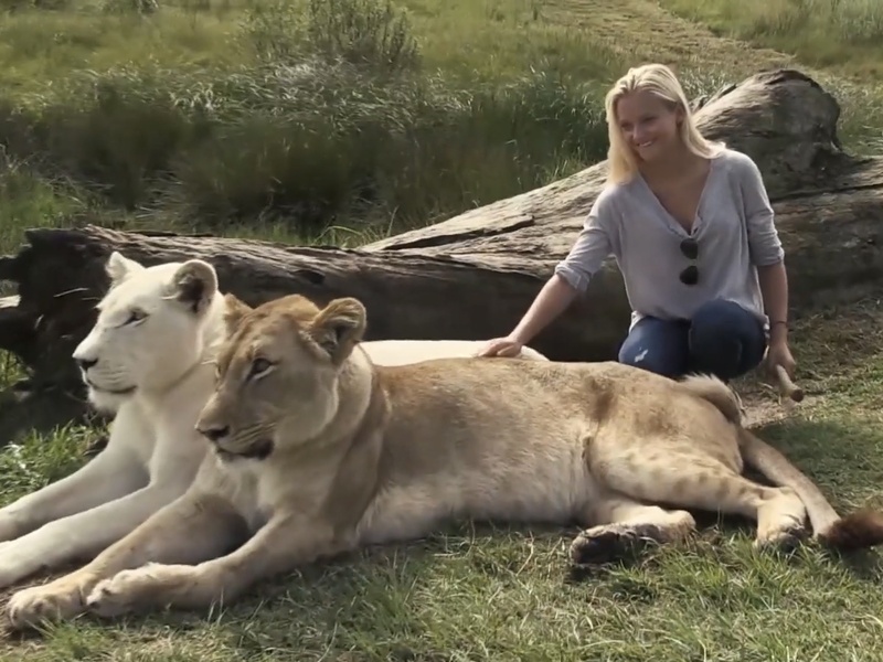 Interaction avec les lions