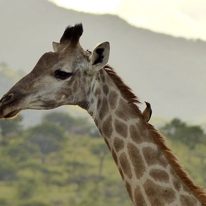 Girafe