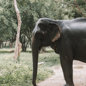 Éléphant