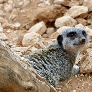 Suricate