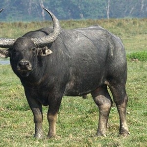 Buffle sauvage