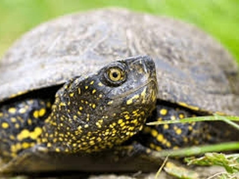 Tortue d’eau douce