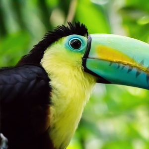 Toucan