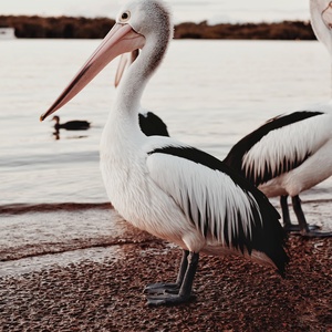Pélican